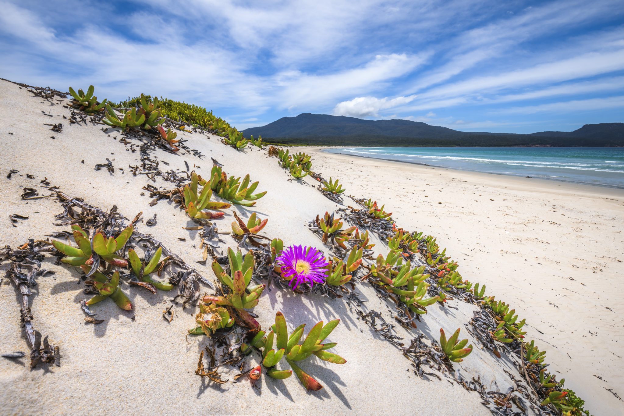 The Beautiful Flora of Tasmania