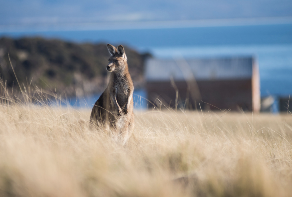 eastern grey kangaroo maria island walk