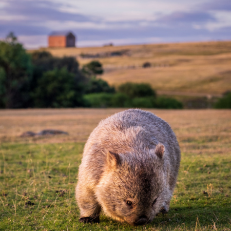 Wombat on Maria Island